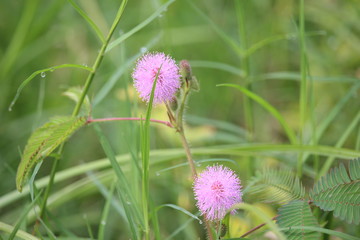 the bashful princess flower or Mimosa pudica