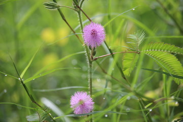 the bashful princess flower or Mimosa pudica
