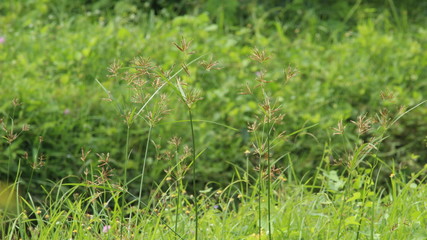 weeds in front of the yard