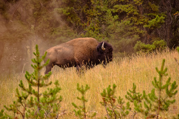 Single bison standing in field