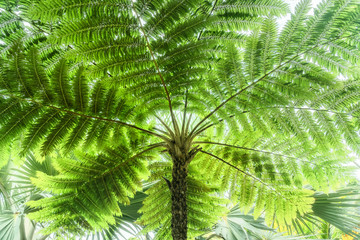 A fern tree in a tropical garden on the coast at Anse Vata Bay in Noumea, New Caledonia - an island in the French Polynesia, South Pacific Ocean.