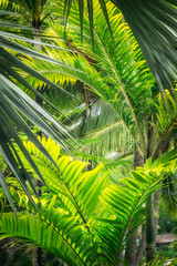 Drops of rain in a beautiful back-lit tropical garden with coconut palm trees on the coast at Anse Vata beach in Noumea, New Caledonia - an island in the French Polynesia, South Pacific Ocean.