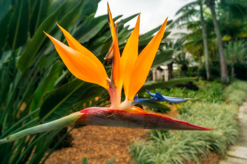 Fototapeta na wymiar Bird of Paradise Flower on a blurred tropical garden background in Noumea, New Caledonia, French Polynesia.