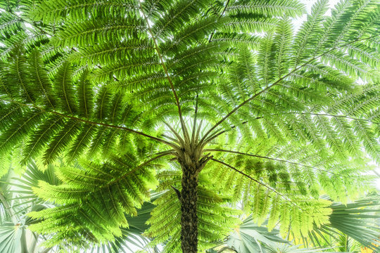 A fern tree in a tropical garden on the coast at Anse Vata Bay in Noumea, New Caledonia - an island in the French Polynesia, South Pacific Ocean.