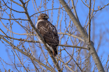 Red-Tailed Hawk Look to Side