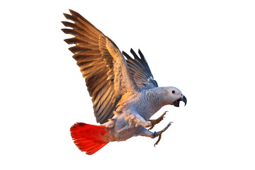 African gray parrot flying isolated on white.