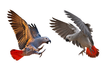 African gray parrot flying isolated on white.