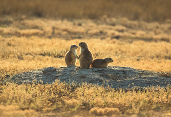 Prairie Dog Family