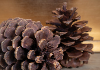 Pine cone close up. Soft blurred gold background. Festive holiday concept. 