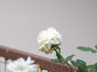 bouquet of flowers on white background