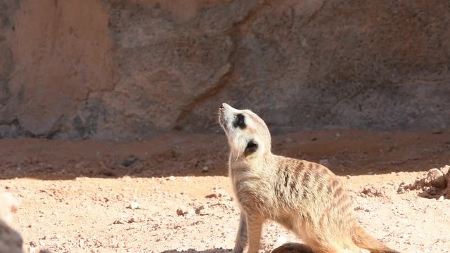 A Meerkat (Suricata suricatta) looking around in the desert sand.