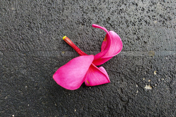 Ordinary can be beauty