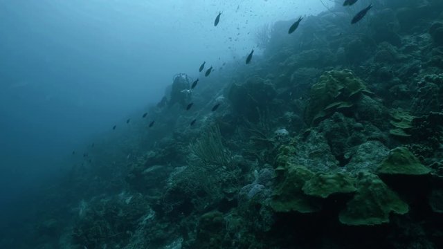 Scuba diver descends along Caribbean Coral reef, Bonaire