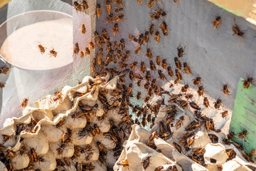Close-Up Of Gryllus bimaculatus In Egg Carton ,Insects Cricket	