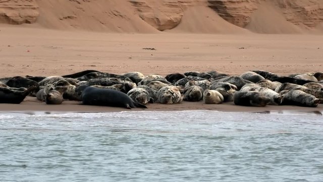 Grey seals hauled up on a beach on the Ythan estuary Aberdeenshire Scotland