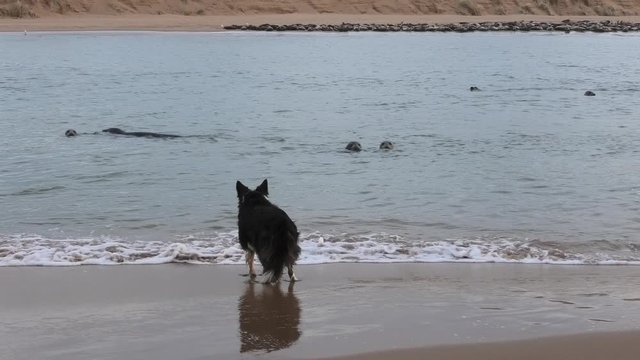 Grey seals approach beach confronting collie dog