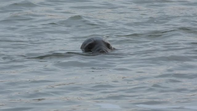 Grey seal close up looking at the camera and eventually back flips with a splash