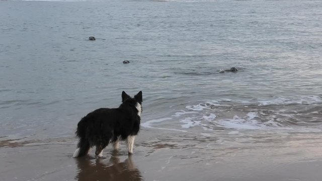 Grey seals taunted by collie dog