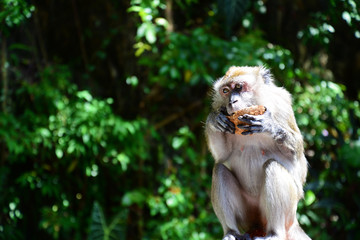 マレーシアの野生の猿