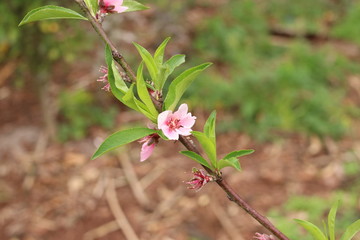 Flor de pêssego e broto