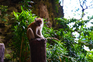 マレーシアの野生の猿