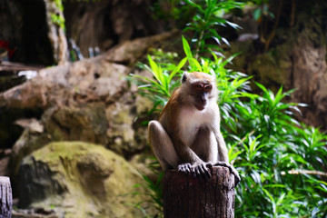 マレーシアの野生の猿