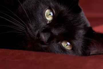 Mirada alegre de gato negro de ojos verdes