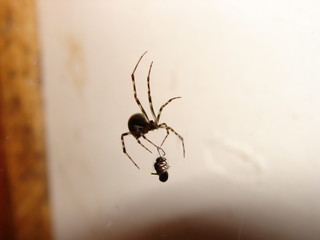 spider
