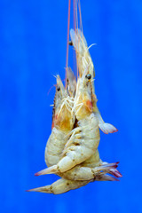 Raw fresh shrimp caught from the ocean, close-up. A few shrimps in a shell are suspended by their whiskers. Chinese new year food.