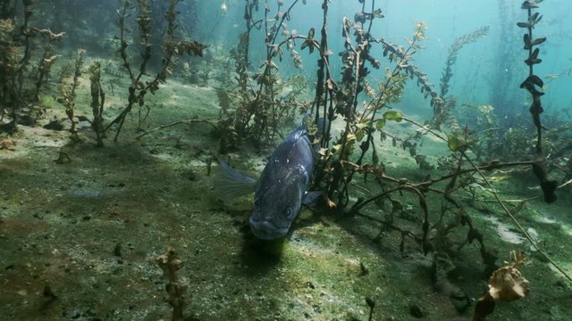Aral Asp in underwater lake scenery
