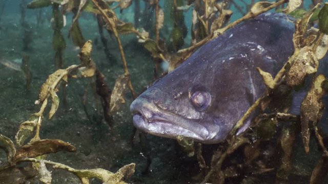 Close up of Aral Asp, underwater shot