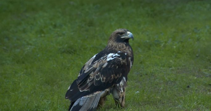 Mountain eagles perched on the grass