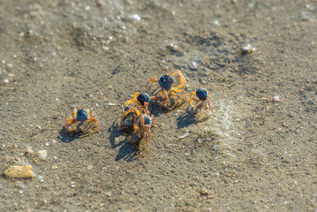 Small sand and mole crabs at low tide in the buffalo bay, called Ao Khao Kwai in Thai, a beautiful beach on the island Ko Phayam in Thailand