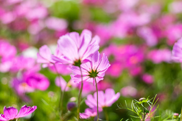 Beautiful cosmos flowers