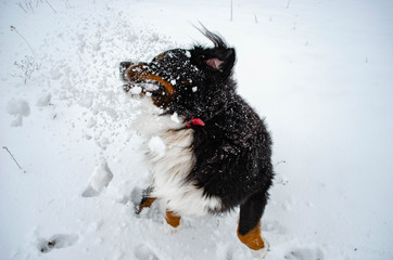 bernese mountain dog play with snow on winter snowy weather. funny pet