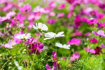 Beautiful cosmos flowers