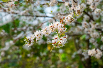 Guttiferae flower blossom