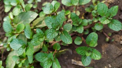 green leaves in the garden 