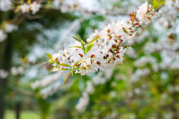 Guttiferae flower blossom
