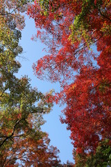 Rurikoin Temple, Kyoto, Japan