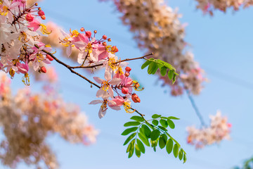 Cassia bakeriana Craib,