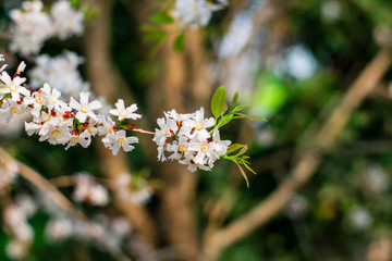 Guttiferae flower blossom