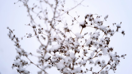  Snow on the branches and leaves of plants. Winter natural background for your design.