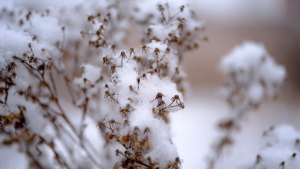  Snow on the branches and leaves of plants. Winter natural background for your design.