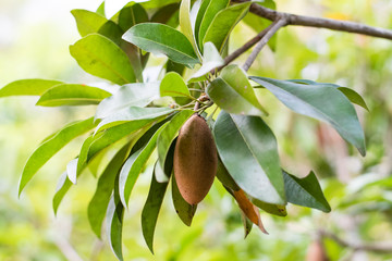 Sapodilla fruit on tree