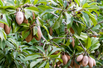 Sapodilla fruit on tree