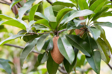 Sapodilla fruit on tree
