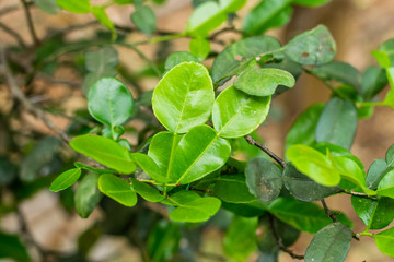 Bergamot green leaf