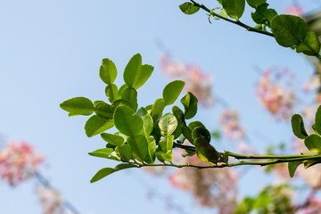 Bergamot green leaf