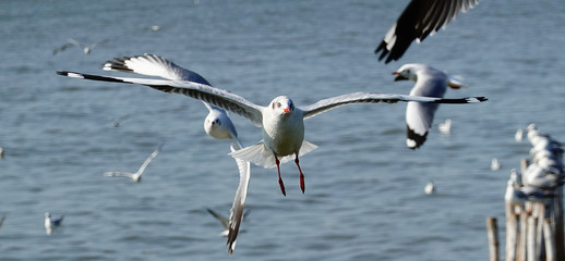 Seagull is flying in the sky